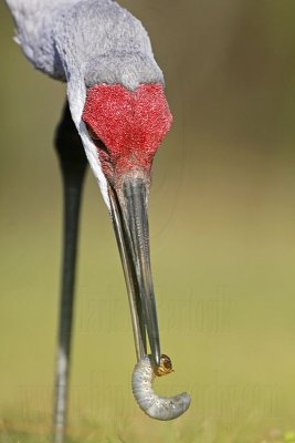 _MG_8873 Sandhill Crane.jpg