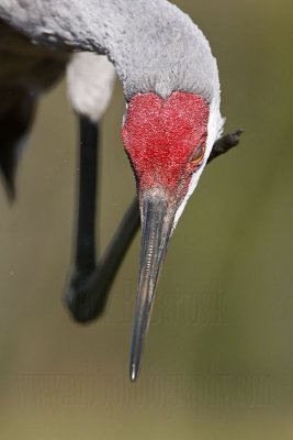 _MG_8919 Sandhill Crane.jpg