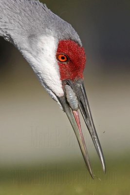 _MG_8993 Sandhill Crane.jpg