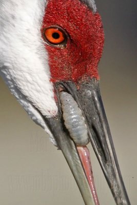 _MG_8993crop Sandhill Crane.jpg