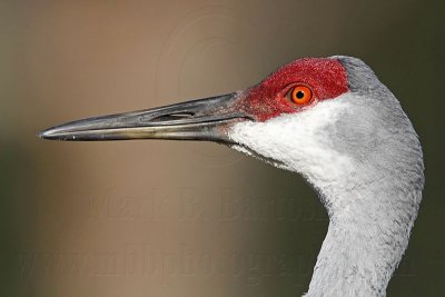 _MG_9043 Sandhill Crane.jpg