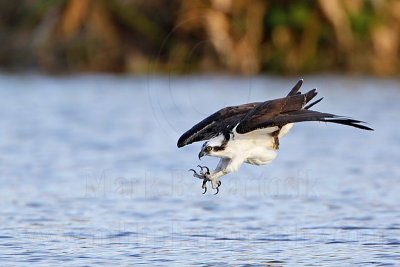 _MG_7262 Osprey.jpg