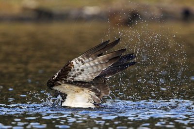 _MG_7352 Osprey.jpg