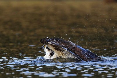 _MG_7356 Osprey.jpg