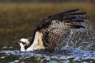 _MG_7360 Osprey.jpg