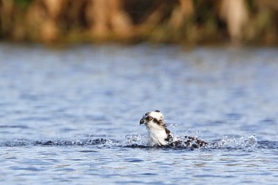 _MG_7419 Osprey.jpg