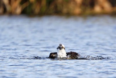 _MG_7437 Osprey.jpg