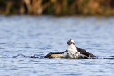 _MG_7444 Osprey.jpg