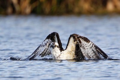 _MG_7446 Osprey.jpg