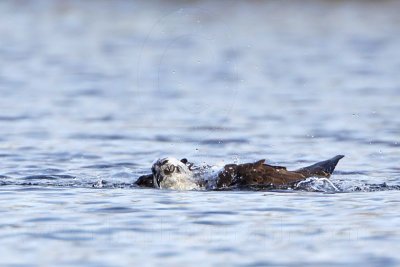 _MG_7449 Osprey.jpg