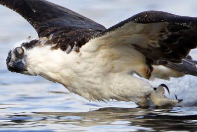 Osprey - Dragging feet in the water