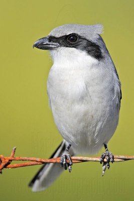 Loggerhead Shrike - The King of barbed wire