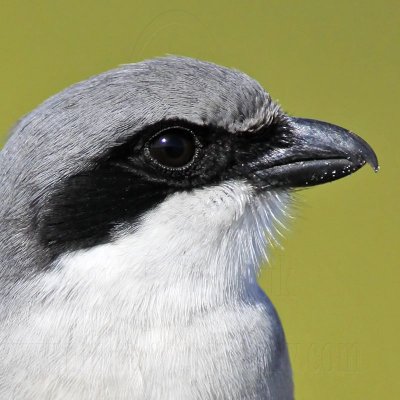 _MG_5787crop Loggerhead Shrike.jpg