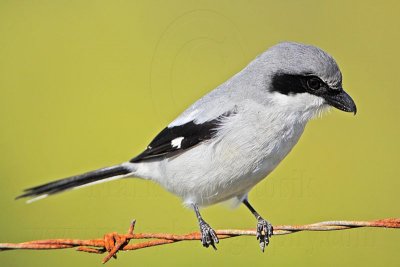 _MG_5848 Loggerhead Shrike.jpg