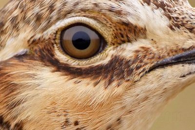 _MG_0227crop Attwaters Prairie-Chicken.jpg