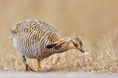 _MG_0454 Attwater's Prairie-Chicken.jpg