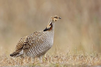 _MG_0520 Attwater's Prairie-Chicken.jpg