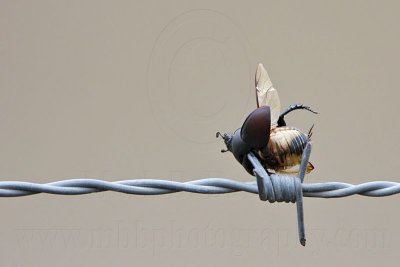 _MG_1594 Loggerhead Shrike - Food.jpg