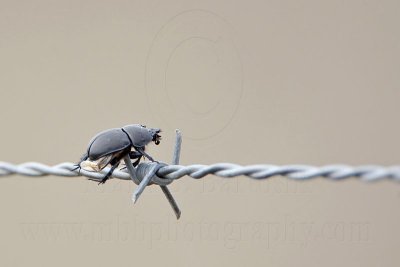 _MG_1721 Loggerhead Shrike - Food.jpg