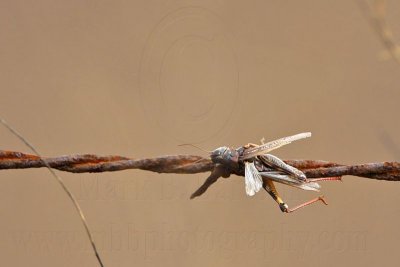 _MG_1833 Loggerhead Shrike - Food.jpg