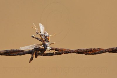 _MG_1839 Loggerhead Shrike - Food.jpg