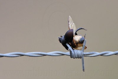 _MG_1920 Loggerhead Shrike - Food.jpg