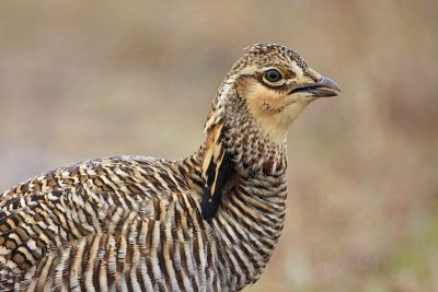 _MG_9569 Attwater's Prairie-Chicken.jpg