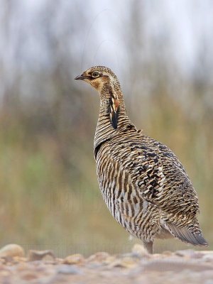 _MG_9713 Attwaters Prairie-Chicken.jpg