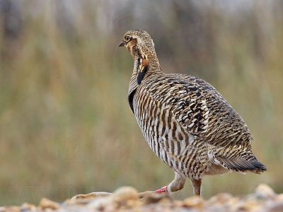 _MG_9728 Attwater's Prairie-Chicken.jpg