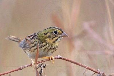 _MG_2497 Henslow's Sparrow.jpg