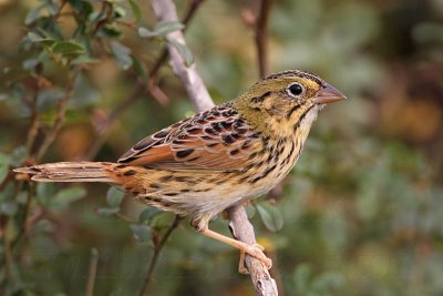 _MG_4677 Henslow's Sparrow.jpg