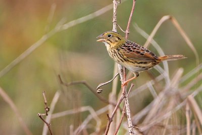 _MG_4706 Henslow's Sparrow.jpg