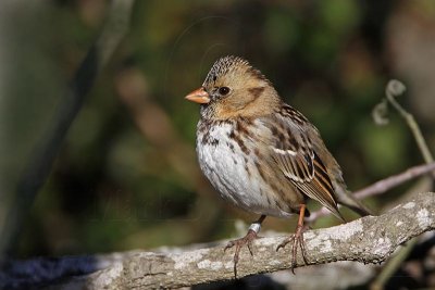 _MG_7049 Harris's Sparrow.jpg