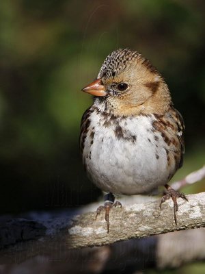 _MG_7188 Harris's Sparrow.jpg