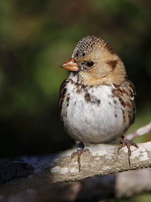 _MG_7188 Harris's Sparrow.jpg