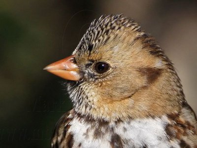 Harris's Sparrow January 2009