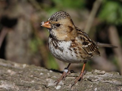 _MG_7513 Harris's Sparrow.jpg