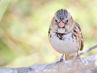 _MG_7687 Harriss Sparrow.jpg