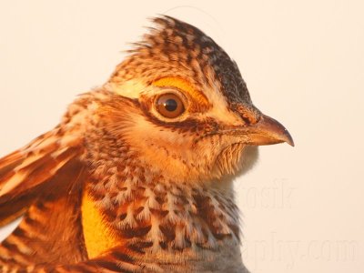 _MG_5151 Attwater's Prairie-Chicken.jpg