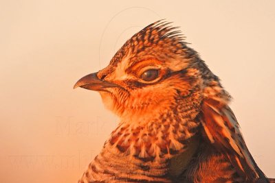 _MG_5197 Attwater's Prairie-Chicken.jpg