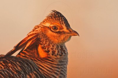 _MG_5212 Attwater's Prairie-Chicken.jpg