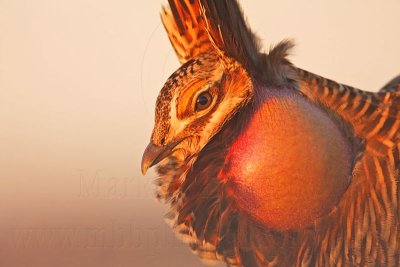 _MG_5328 Attwater's Prairie-Chicken.jpg