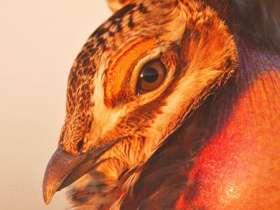 _MG_5328crop Attwater's Prairie-Chicken.jpg