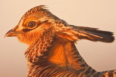 _MG_5339 Attwater's Prairie-Chicken.jpg