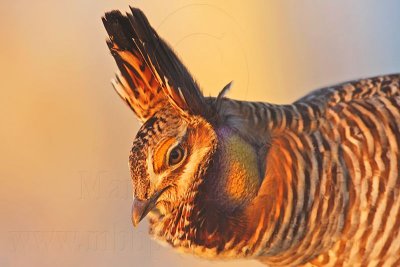 _MG_5358 Attwater's Prairie-Chicken.jpg