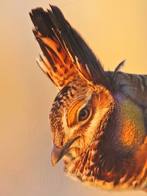 _MG_5358crop Attwater's Prairie-Chicken.jpg