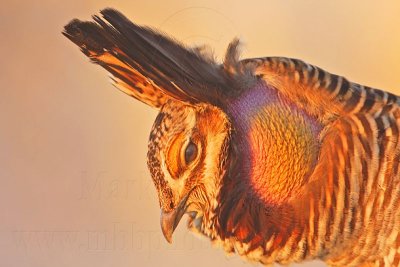 _MG_5363 Attwater's Prairie-Chicken.jpg