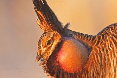 _MG_5369 Attwater's Prairie-Chicken.jpg