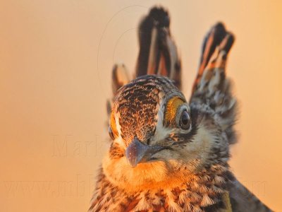 _MG_5380 Attwater's Prairie-Chicken.jpg