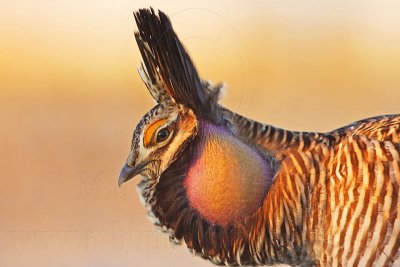 _MG_5428 Attwater's Prairie-Chicken.jpg